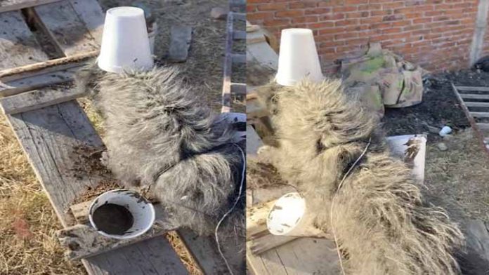 Perrito trabaja de albañil y se vuelve viral