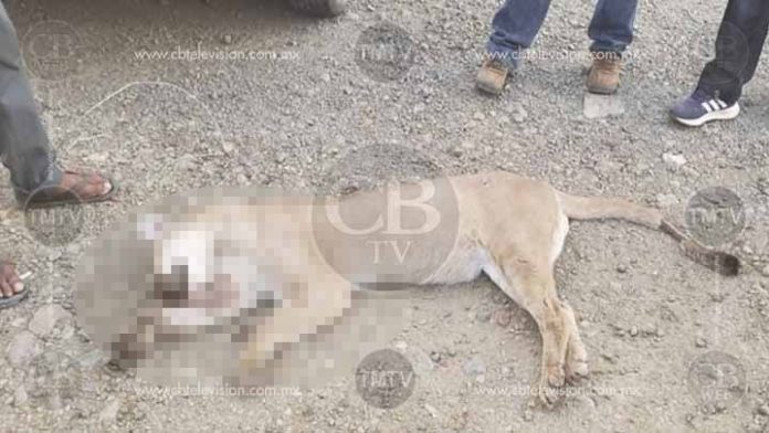 Asesina a un puma por comerse un chivo en Aquila