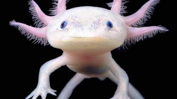 Hoy es el Día Nacional del Ajolote, especie en peligro de extinción