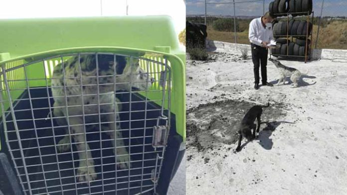 Rescatan a 2 perritos de maltrato animal en Tarímbaro tras denuncia