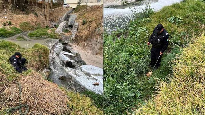 En Apatzingán perrito cae a canal de aguas negras y policía lo rescata