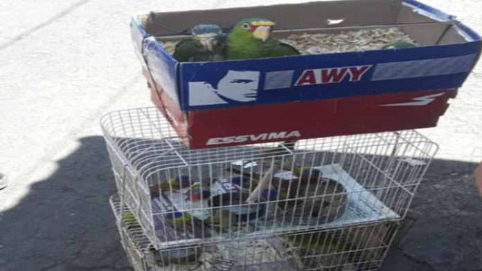 Se paseaban en la calle con unos “pericos