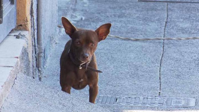 ¿Por qué es necesario implementar la educación al cuidado animal?