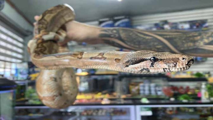 Boas, otra especie en peligro de extinción