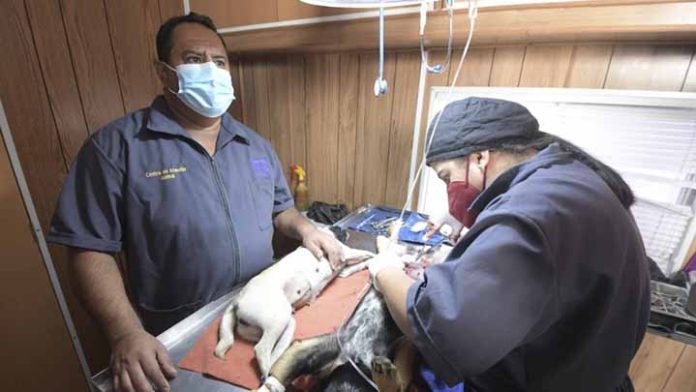 Se activa campaña de esterilización en la Zona Poniente de Morelia