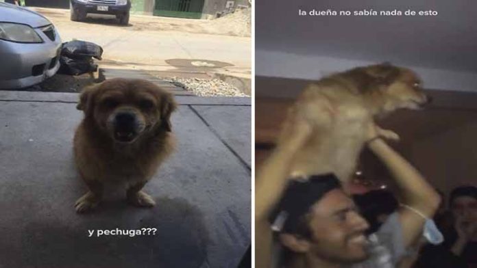 Se roban a perrito para llevárselo de fiesta