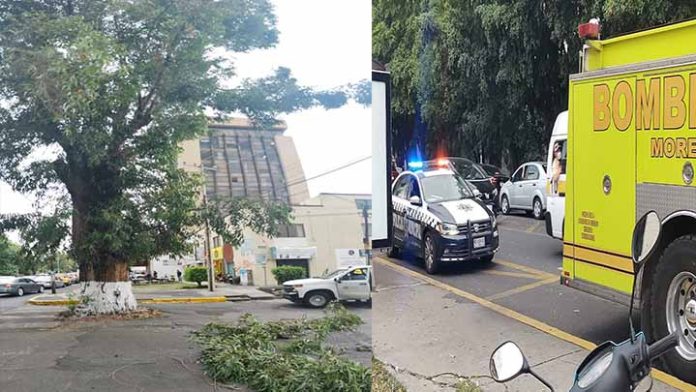 Bomberos atienden reporte de ramas colapsadas en cables de energía