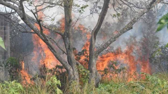 Incendio en selva de Campeche ha consumido más de 5,600 hectáreas
