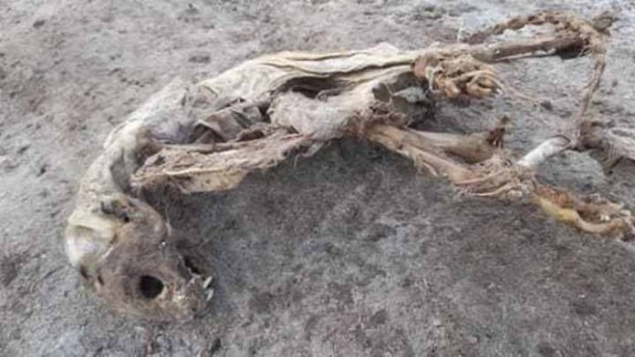 Hallan criatura extraña en playa de México
