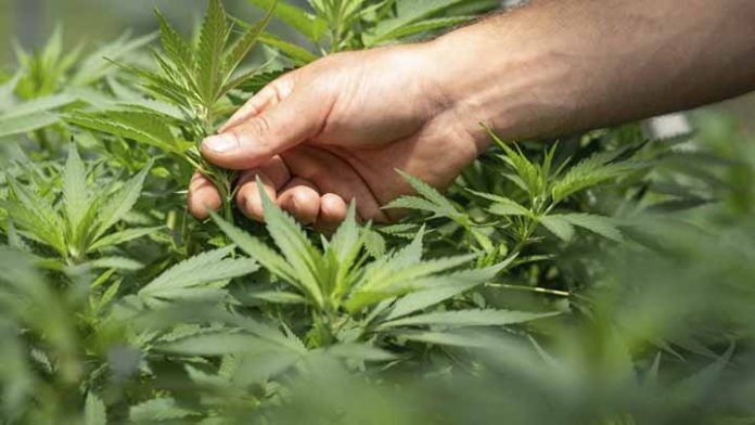 Hoy es el día internacional de la marihuana, descubre ¿por qué?