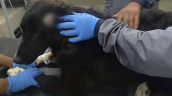 Perrito héroe salva a su dueña de ser víctima de feminicidio