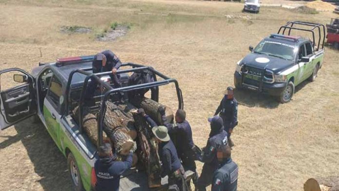 Aseguran 62 piezas de madera taladas ilegalmente, en Zitácuaro