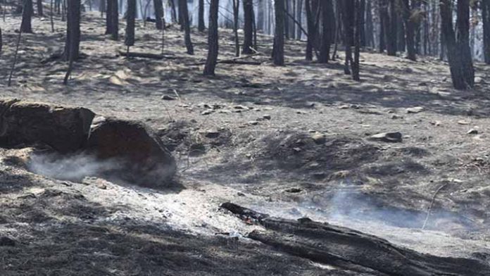 En Michoacán, siete denuncias por delito ambiental: Cofom
