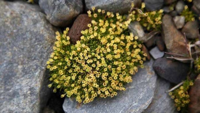 Crecen flores en la Antártida; ¿por qué es una terrible señal?