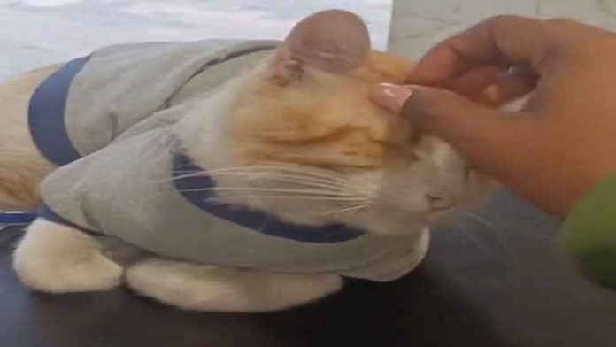El empleado más tierno: gatito recepcionista de hotel