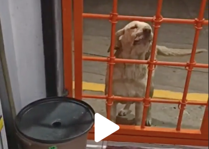 El video donde una perrita callejera