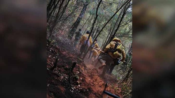 5 incendios activos forestales en Michoacán; brigadistas atienden uno en Tuxpan