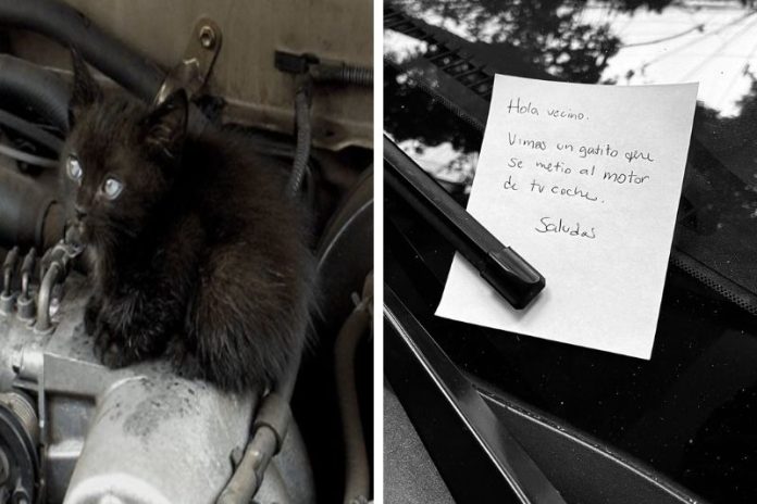 Nuevo modus operandi, utilizan un gatito herido para robar