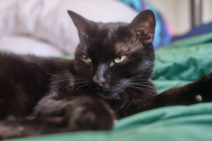No deberíamos dejar salir a nuestros gatos de casa