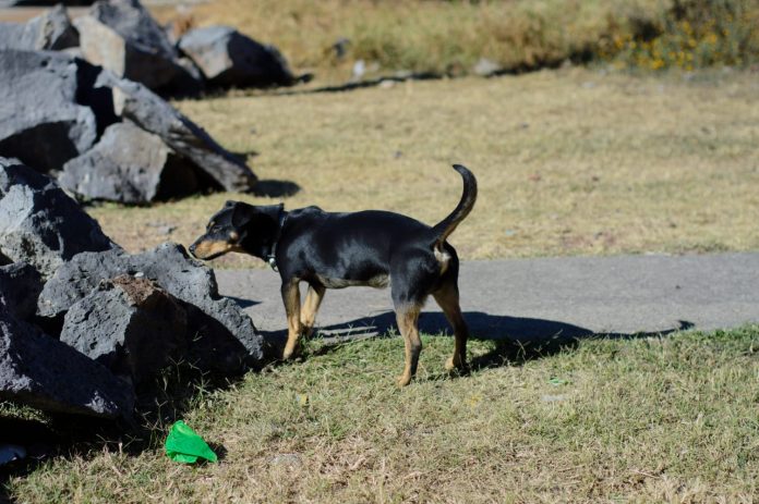 Ante envenenamiento a dos perritos, vinculan a proceso a la presunta persona responsable