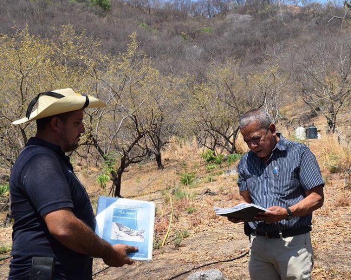 Por peligro de extinción de la iguana negra, COFOM inicia protección de la especie