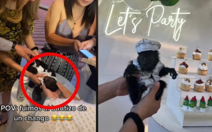 Bautizan a changuito