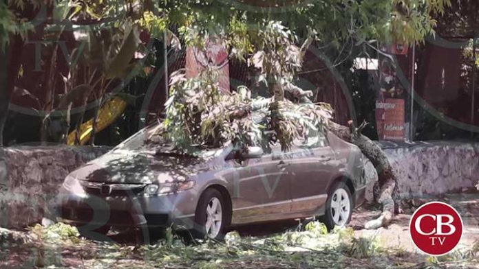 Rama destruye un coche en el Zoológico de Morelia