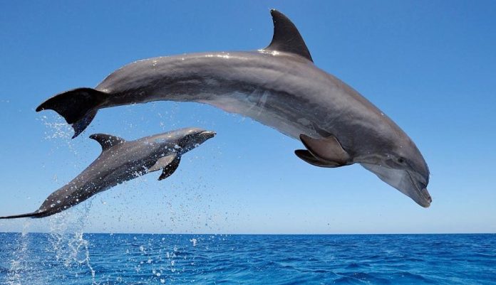 Delfines están muriendo