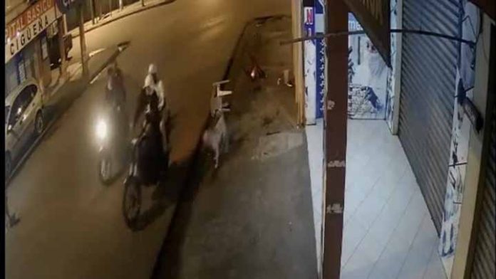 Matan a perrito por defender su casa
