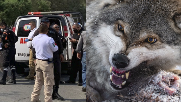 Lobo ataca a un niño en el zoológico