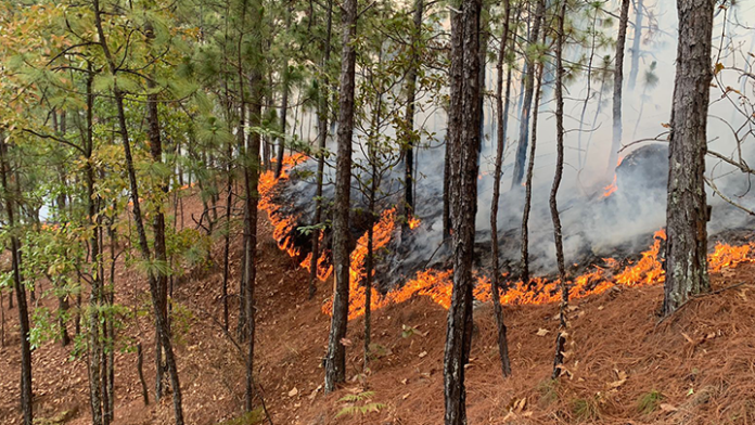 En Michoacán la mayoría de los incendios son provocados para uso de suelo