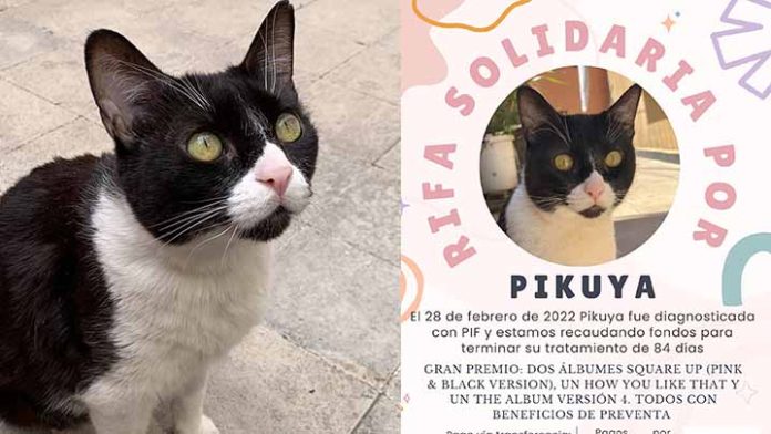Una Joven organiza y vende libros para pagar tratamiento de su gatita.