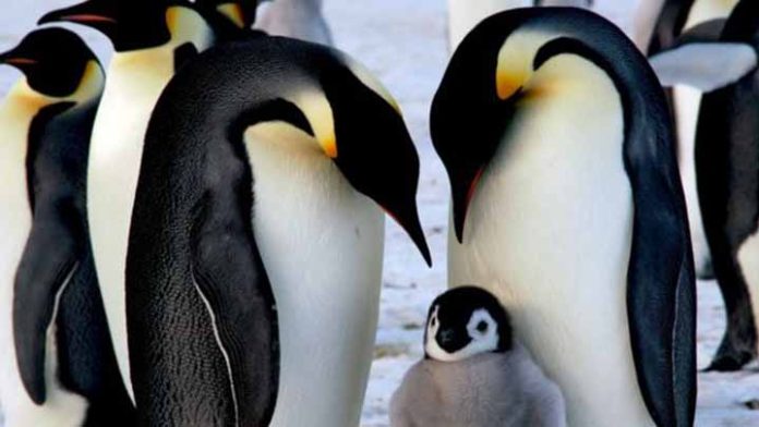 Pingüino emperador está en peligro de extinción por cambio climático