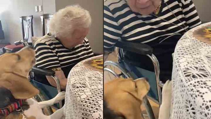 Perrito se preocupa por una abuelita, se hace viral