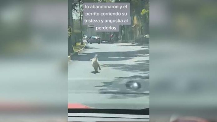 abandonad perro