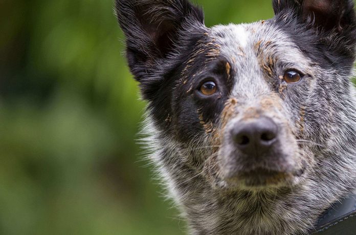 Detienen a “Narcoperro” en Tijuana