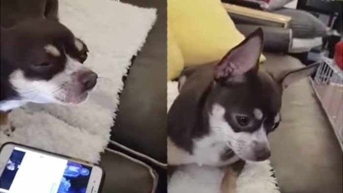 Video: Perrito canta con música de Star Wars