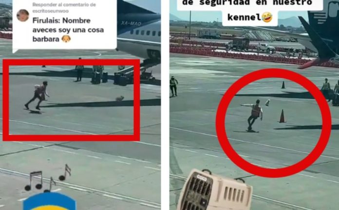 El caso de un perrito se volvió viral