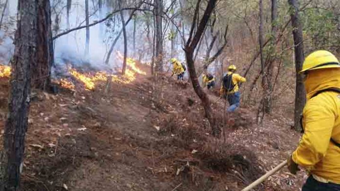 Atienden Brigadas 10 incendios forestales en Zitácuaro