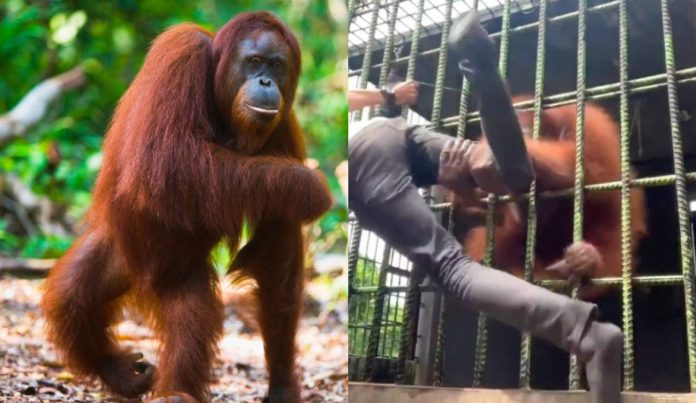Joven molesta a un orangután