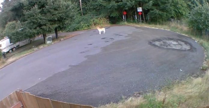 Video muestra cómo una mujer abandona a su perro en una carretera
