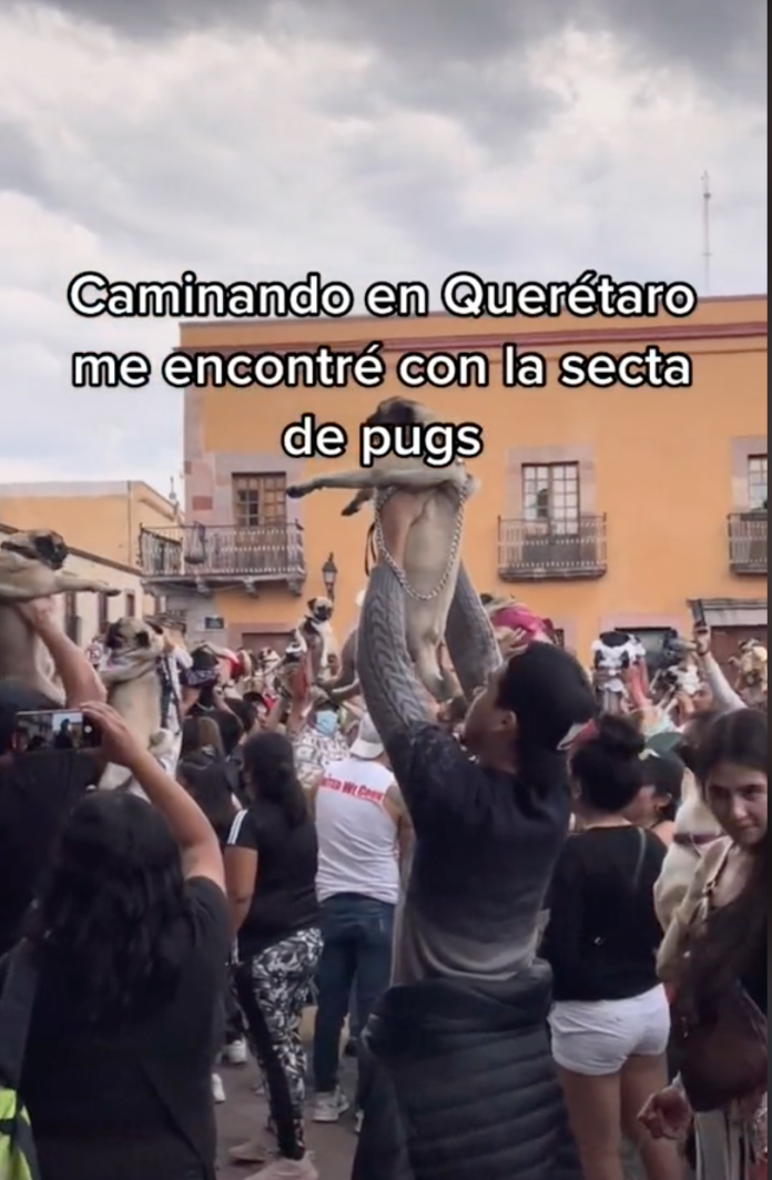 perros pugs
