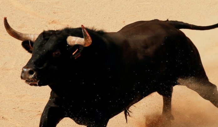 Hombre reta a un toro en fiesta patronal y pierde la vida