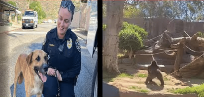 Gorila persigue a perrito invasor de su hábitat