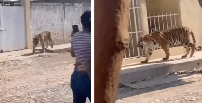 Tigre se pasea por las calles de Nayarit