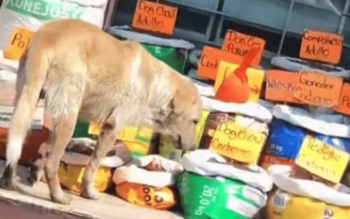 Perrito degusta gratis buffet de croquetas