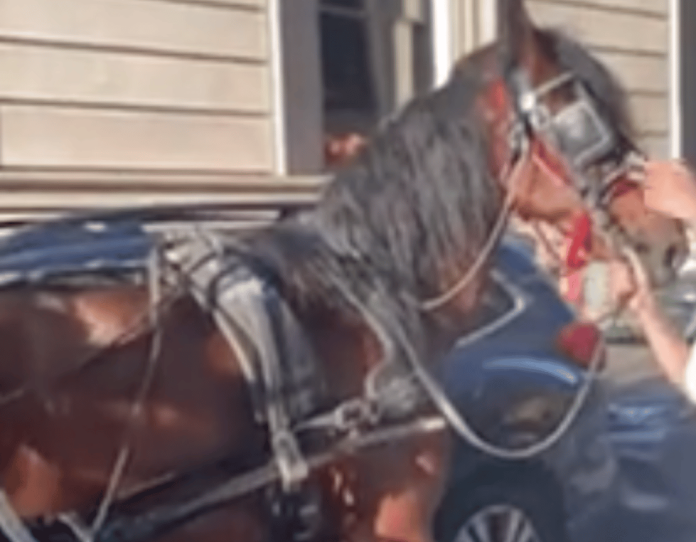 Caballo que jalaba carruaje choca contra unos autos