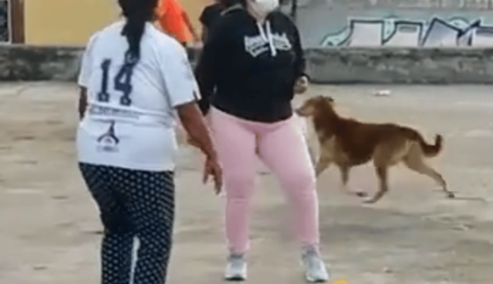 Perrito se roba el premio de un concurso de baile