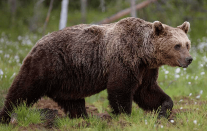 Hombre intentaba cazar un oso pardo y éste lo atacó hasta matarlo