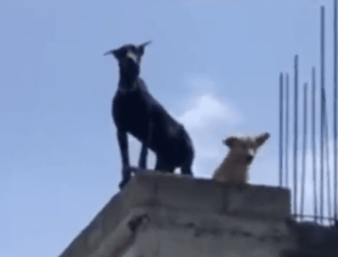 Perrito baila desde su casa mientras pasa una banda musical por la calle